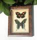 Antique Deco Framed Signed Set Of Two Butterfly Specimen