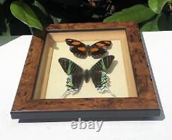 Antique Deco Framed Signed Set Of Two Butterfly Specimen