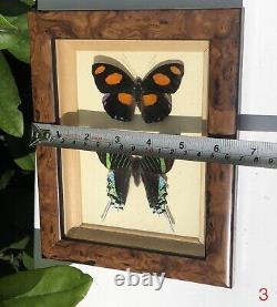 Antique Deco Framed Signed Set Of Two Butterfly Specimen