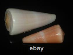 Conus kintoki 65.5mm + 85.5mm GEM SET OF TWO PCS HUGE ELEGANT PINK BEAUTIES