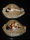 Cypraea Donmoorei 63.8mm Tristensis 63.5mm Gem Set Of Two Pcs