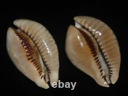 Cypraea donmoorei 63.8mm tristensis 63.5mm GEM SET OF TWO PCS