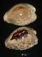 Cypraea Teulerei 47.1 + 45.8mm Gem Set Of Two Pcs Contrasting Pattern Beauties