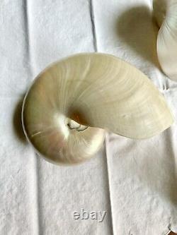 Pearl Nautilus Shells Set Of Two