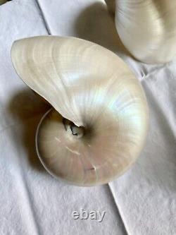 Pearl Nautilus Shells Set Of Two