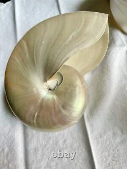 Pearl Nautilus Shells Set Of Two