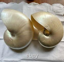 Pearl Nautilus Shells Set Of Two