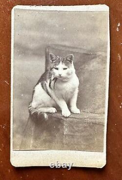 TWO Old Photos Of Same Cat 1870s Prob Maine Photographer 1800s Antique Lot