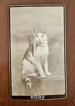 TWO Old Photos Of Same Cat 1870s Prob Maine Photographer 1800s Antique Lot