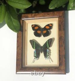 Antique Deco Frameed Set Signé De Deux Papillons Specimen